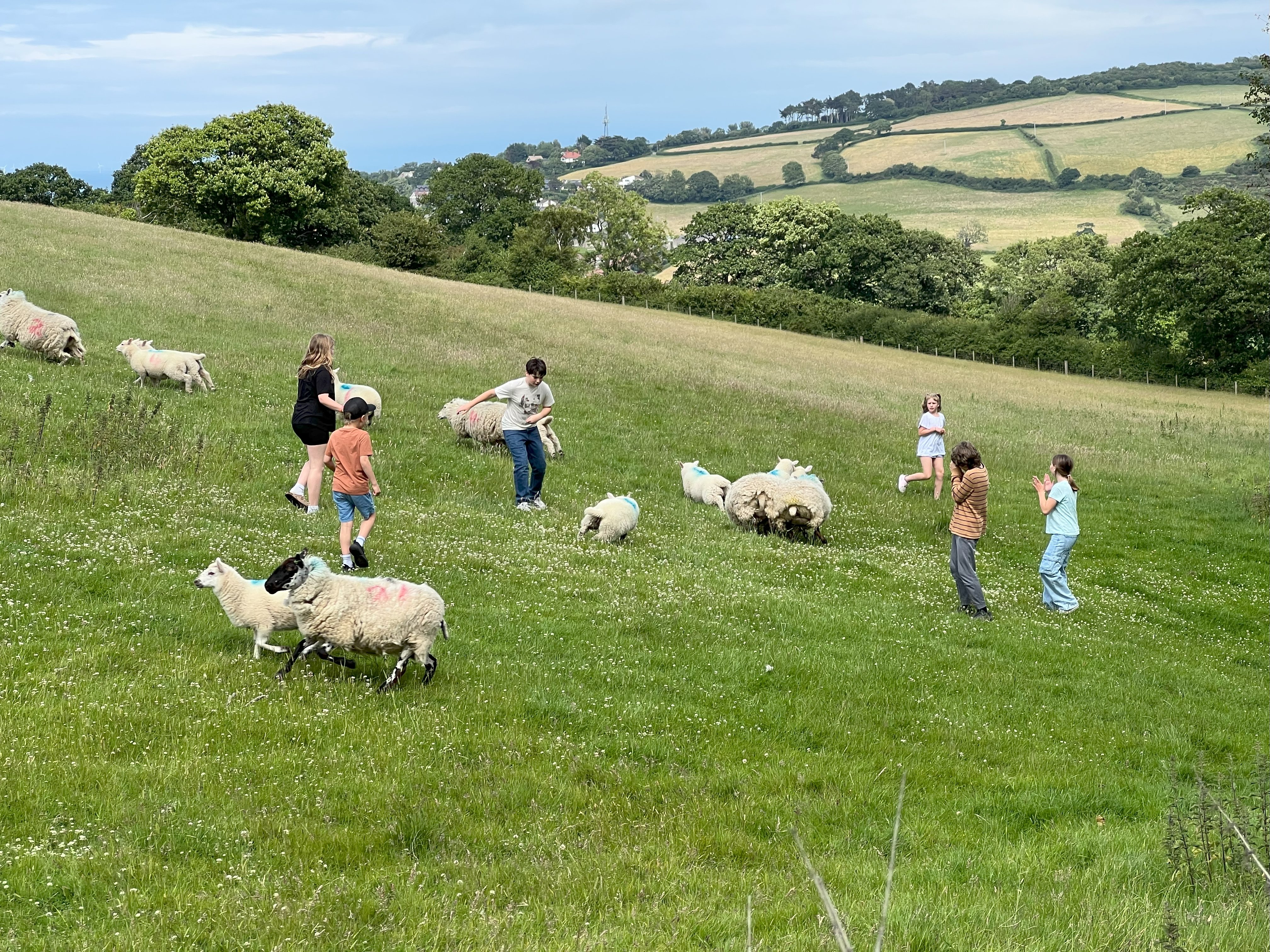 Chasing sheep